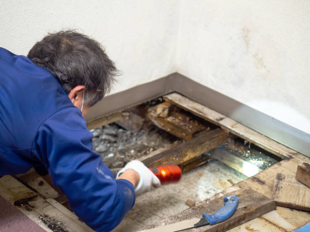 Best Attic Mold Remediation in Gas City, IN