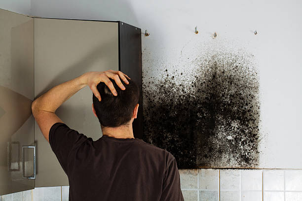Best Residential Mold Remediation in Gas City, IN