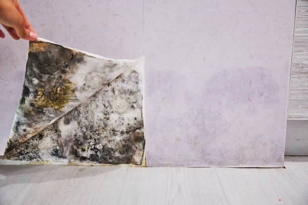 Best Post-Flood Mold Remediation in Gas City, IN